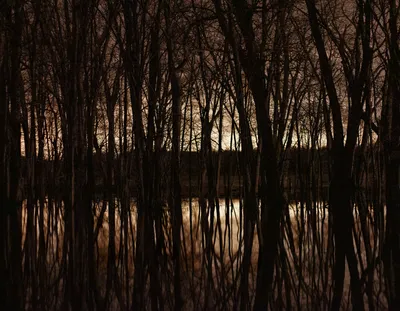 A dense forest of tall, bare trees stands silhouetted against a muted, light-colored sky, with their reflections mirrored perfectly in the calm water below. The scene is dominated by dark, vertical tree trunks and intricate branches, creating a strong sense of symmetry and a somewhat eerie, tranquil atmosphere.