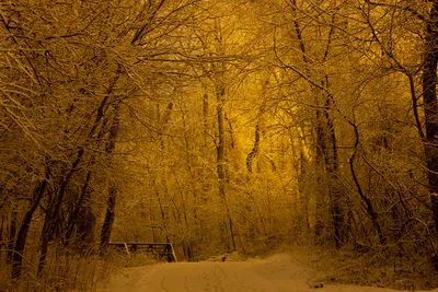 A snowy path winds through a dense winter forest, illuminated by a warm, golden glow that highlights the snow-covered branches of the bare trees. A small bridge is visible on the left side of the path in the mid-ground, and tire tracks are imprinted in the snow on the path.