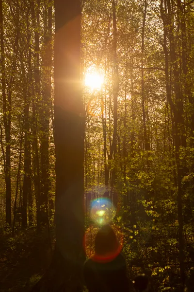 Golden sunlight streams through a lush forest, creating a bright lens flare in the center and illuminating the vibrant green leaves on the trees. A large tree trunk stands prominently in the foreground on the left, and the blurry head of a person is visible at the bottom of the frame, facing away from the viewer.