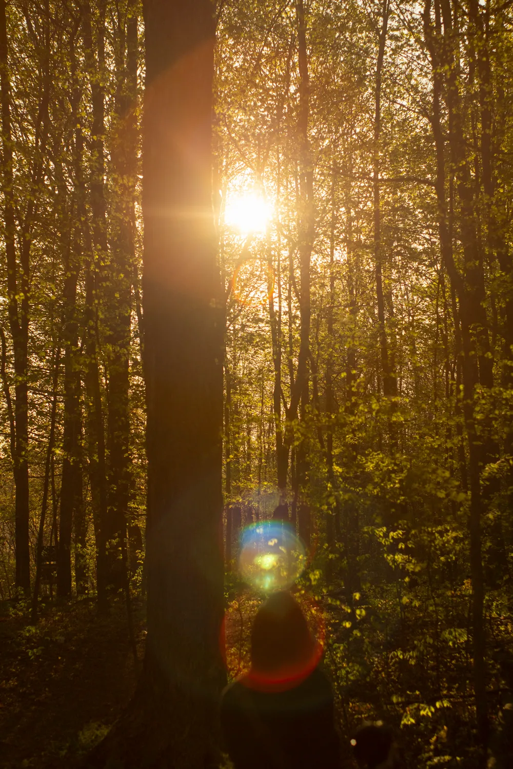 Golden sunlight streams through a lush forest, creating a bright lens flare in the center and illuminating the vibrant green leaves on the trees. A large tree trunk stands prominently in the foreground on the left, and the blurry head of a person is visible at the bottom of the frame, facing away from the viewer.