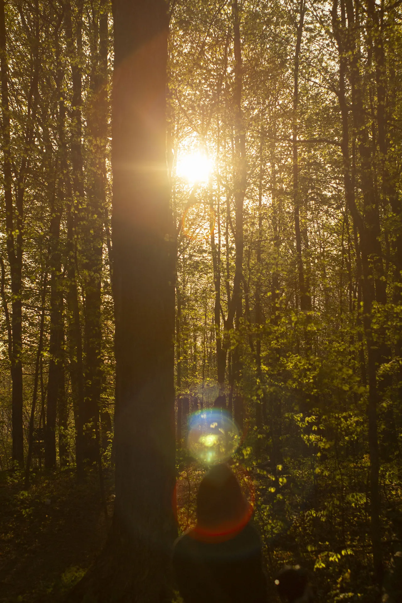 Golden sunlight streams through a lush forest, creating a bright lens flare in the center and illuminating the vibrant green leaves on the trees. A large tree trunk stands prominently in the foreground on the left, and the blurry head of a person is visible at the bottom of the frame, facing away from the viewer.