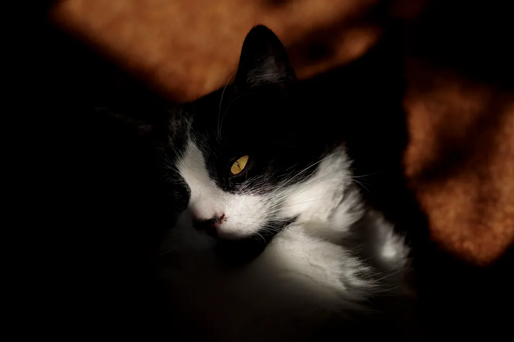 A close-up portrait of a black and white cat illuminated by a beam of sunlight. The rest of the cat's surroundings are in deep shadow, highlighting its bright yellow eye and detailed white fur on its chest and face.