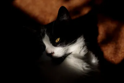 A close-up portrait of a black and white cat illuminated by a beam of sunlight. The rest of the cat's surroundings are in deep shadow, highlighting its bright yellow eye and detailed white fur on its chest and face.