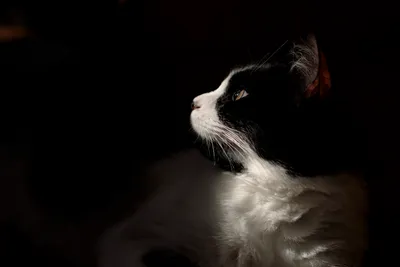 A close-up, profile shot of a black and white cat, partially illuminated by a beam of light from the left, against a dark, shadowy background. The cat’s white chest and face, with its yellow eye, are clearly visible, while the rest of its body blends into the darkness as he looks upwards to the left. The lighting and composition strongly resemble a Renaissance painting with the dramatic chiaroscuro.
